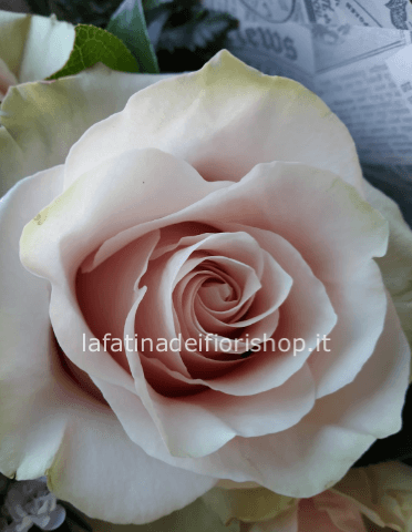 Rose rosa in mazzo