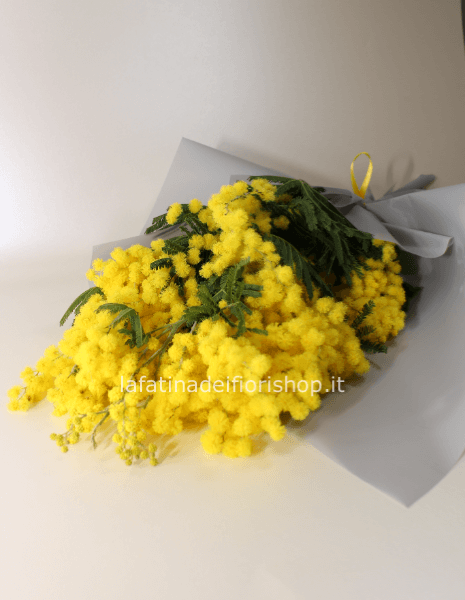 Mimosa in mazzo