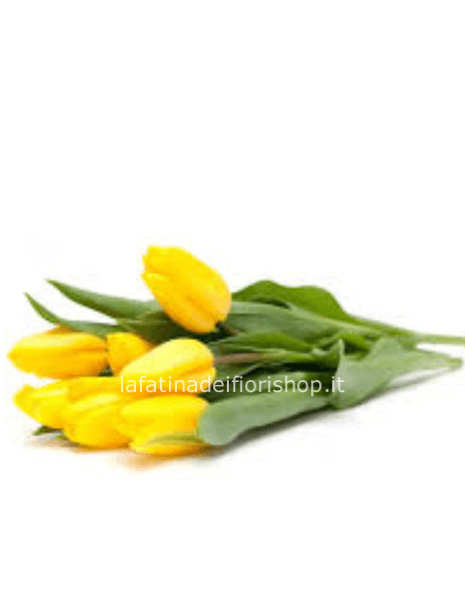 Tulipani gialli  in cartoccio