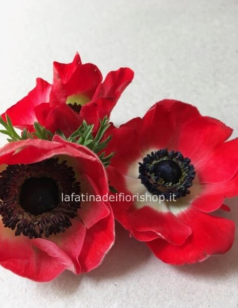 Anemone rosso in cartoccio
