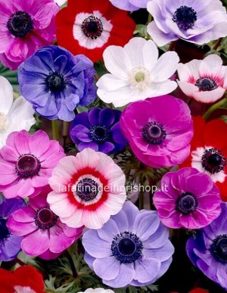 Anemone rosso in cartoccio