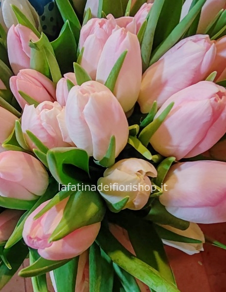 Tulipano rosa in cartoccio