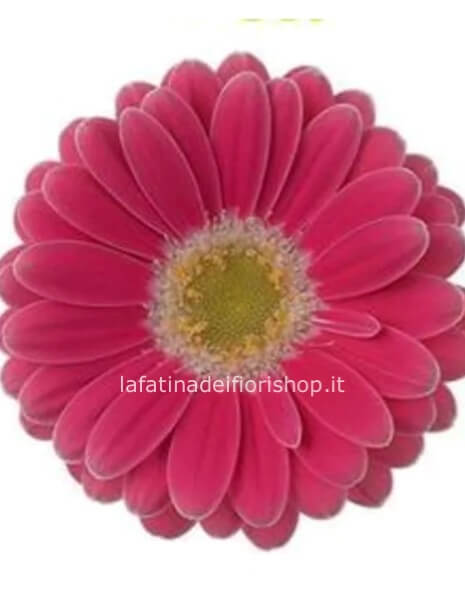 Germini corallo in cartoccio