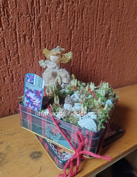 Scatola di latta di bulbi