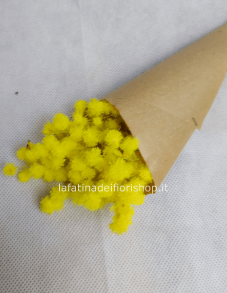 Conetto di mimosa da 20 pz