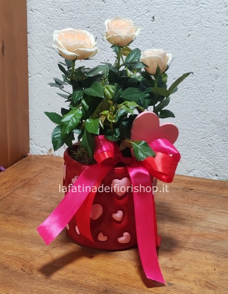Pianta di rosa