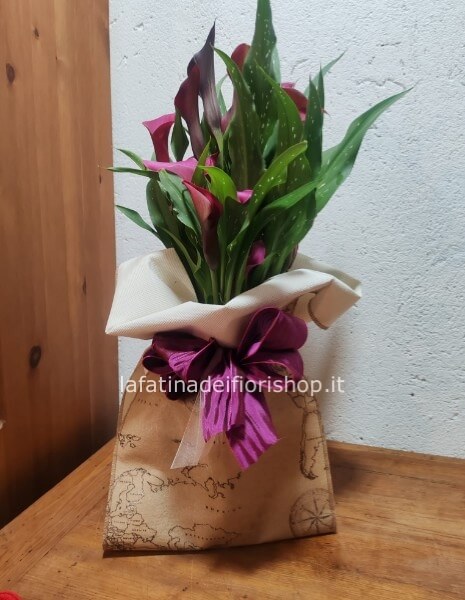 Calla in pianta