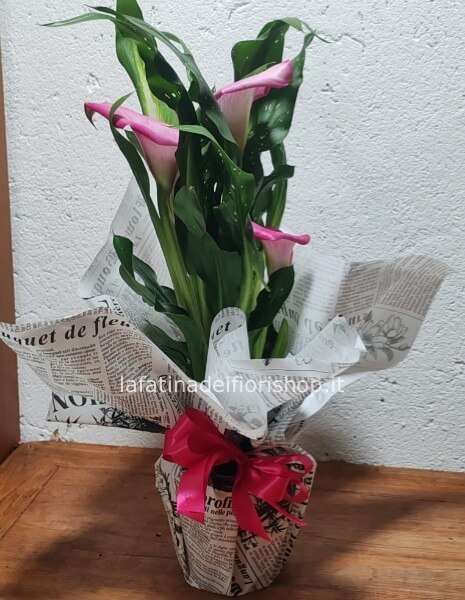 Calla in pianta