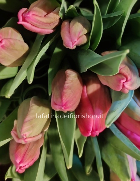 BOUQUET DI TULIPANI FUXIA