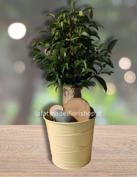 Mini ficus in juta