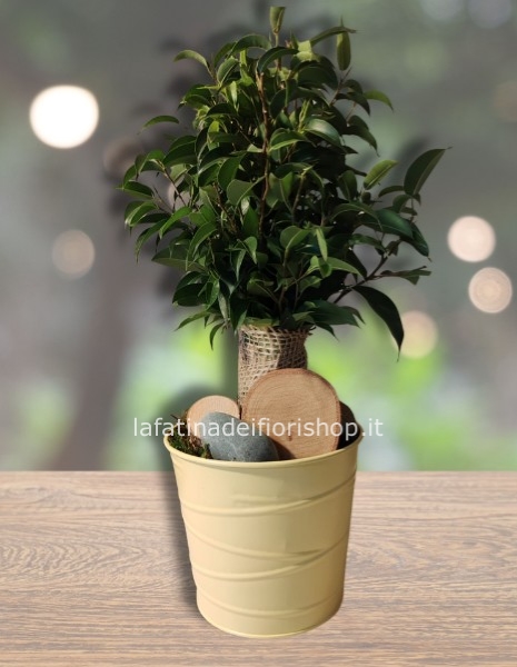 Mini ficus in juta