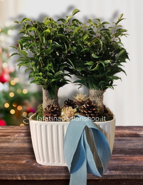 Coppia di Ficus in Juta