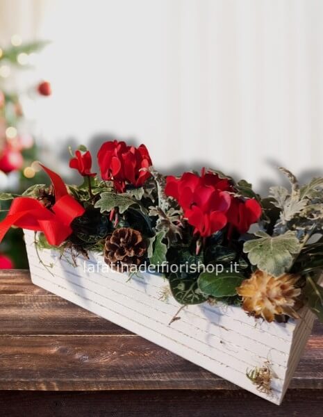 Cassetta di ciclamini