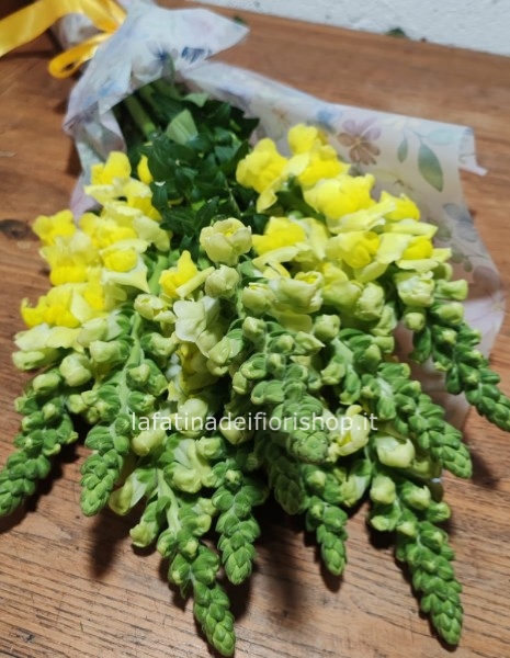 Bocche di leone Gialle in cartoccio